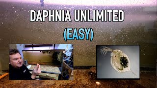 How I Raise Daphnia Water Fleas And You Can Too [upl. by Thagard840]