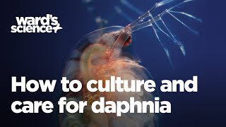 Caring and Culturing for Daphnia [upl. by Lemmor]