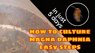 How to Culture Magna Daphnia Easily [upl. by Renwick]