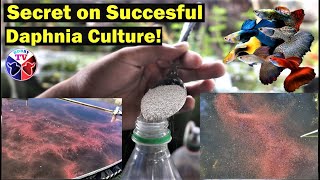 How to Culture Daphnia Successfully [upl. by Allenrad]