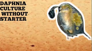 HOW TO CULTURE DAPHNIA NATURALLY WITHOUT A STARTER [upl. by Nosydam]