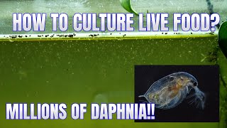 How to Culture Daphnia Secret Method to Breed MILLIONS  Simply Aquatic [upl. by Lowell]