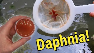 How I Culture Daphnia In Outdoor Tubs [upl. by Peery505]