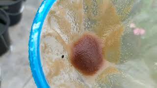 How to culture daphnia moina in a small container Part 1 English Subtitle [upl. by Milinda]