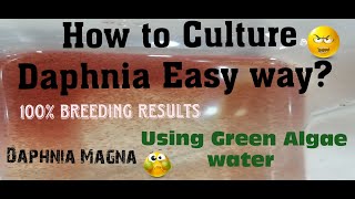 Daphnia MagnaHow to Culture Daphnia Easy wayCulturing Daphnia using Green water Daphnia [upl. by Pallas]