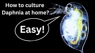 BEST Live Fish Food Beginner guide How to Culture Daphnia at home [upl. by Mccully]