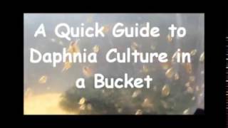 How to culture daphnia outside [upl. by Oiramel]