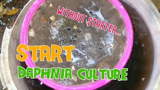 How to culture daphnia moina the easy way 1  Starting the Daphnia culture [upl. by Ambrosine]