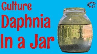 How to Culture Daphnia in a Jar [upl. by Uchish939]