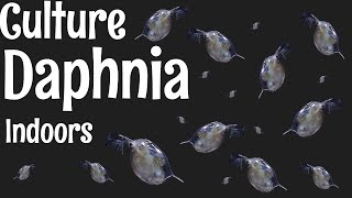 How to Culture Daphnia [upl. by Aria557]