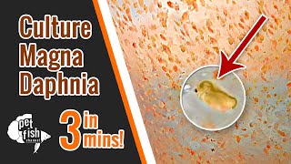 How to culture DAPHNIA MAGNA  The easy way [upl. by Tawnya]