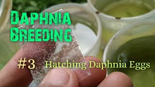 Daphnia Culture made simple and easy 3  Hatching Daphnia eggs [upl. by Akzseinga729]