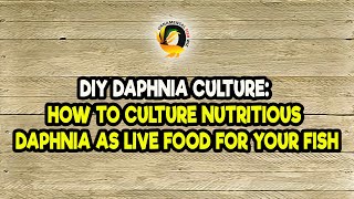 DIY Daphnia Culture How to Culture Nutritious Daphnia as Live Food for Your Fish [upl. by Marte]