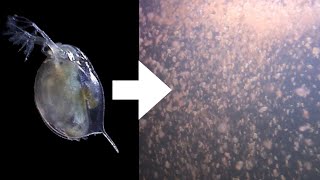 How I Culture Daphnia [upl. by Atinor]