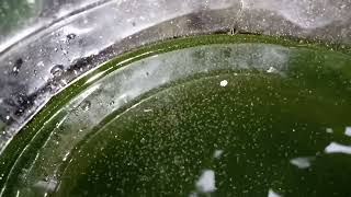 DAPHNIA MOINA CULTURE IN A SMALL BUCKET [upl. by Ellocin224]