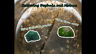 How To Culture Daphnia and Moinas using Green Water Spirulina powder [upl. by Aihsak]