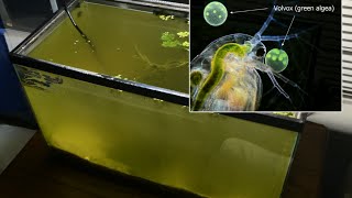 Raising Daphnia for the Freshwater Aquarium [upl. by Rihsab163]