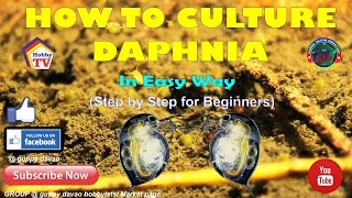 HOW TO CULTURE DAPHNIA In Easy Way [upl. by Amliw335]